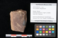 Foto (Objekt + Etikett) von Pinus praelarix Ettingshausen (NHMW-GEO-2024-0188-0315)